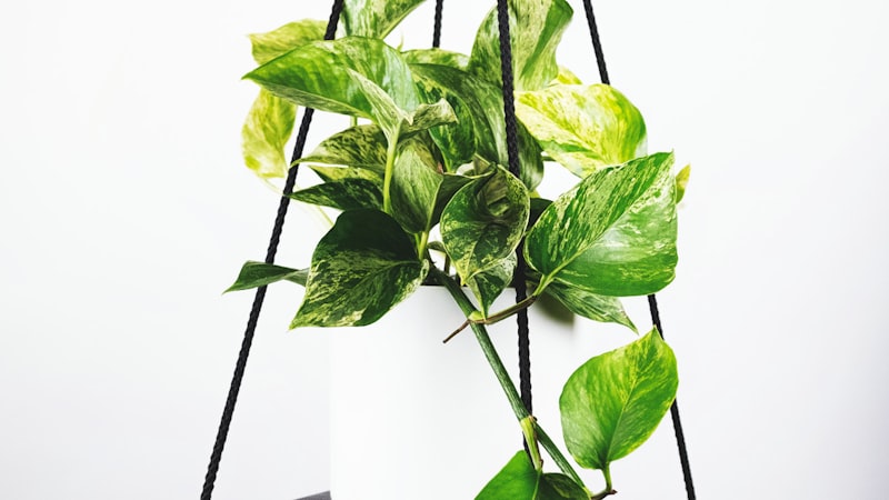 世界杯决赛直播画面 - 阿根廷对阵法国，球员激烈拼抢